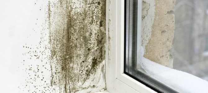 ¿Cómo eliminar el moho de una casa para siempre?